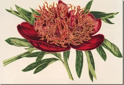 Картина Пион лекарственный