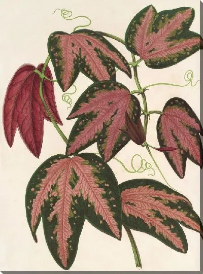 Картина Пассифлора трехбандовая (1854-1896)