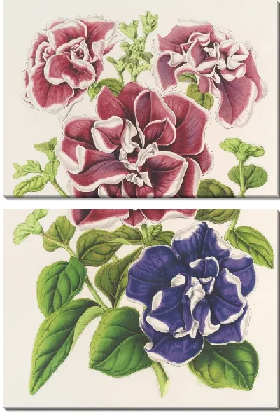 Картина Петуния неподражаемая