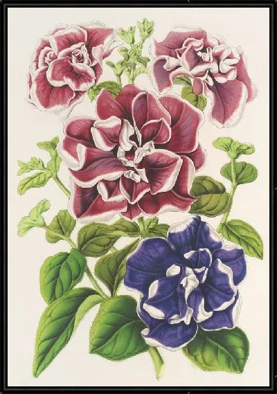 Картина Петуния неподражаемая