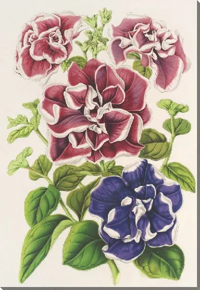 Картина Петуния неподражаемая