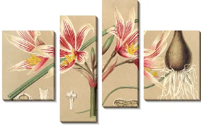 Картина Площадь крупноцветковая