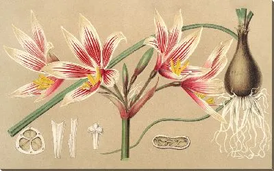 Картина Площадь крупноцветковая