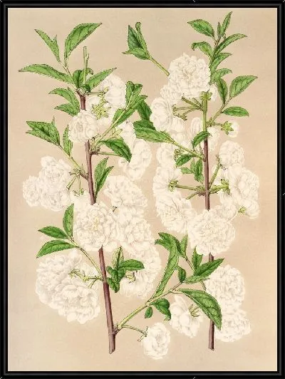 Картина Прунус японский (1854-1896)