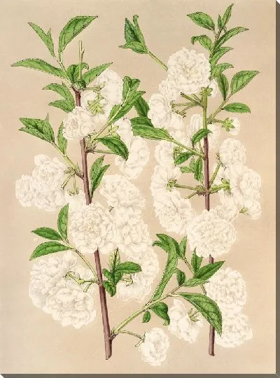 Картина Прунус японский (1854-1896)