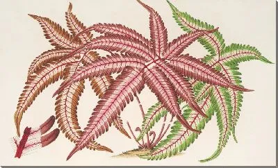 Картина Птерис асперикаулис