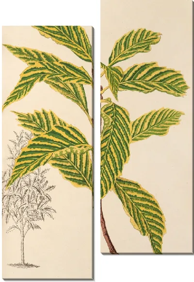 Картина Полосатый дуб (1854-1896)