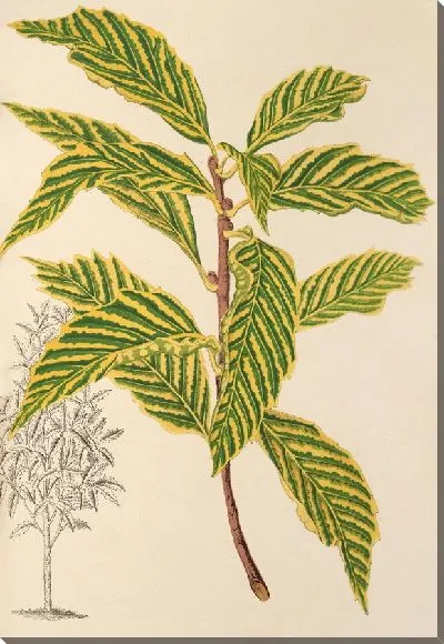 Картина Полосатый дуб (1854-1896)