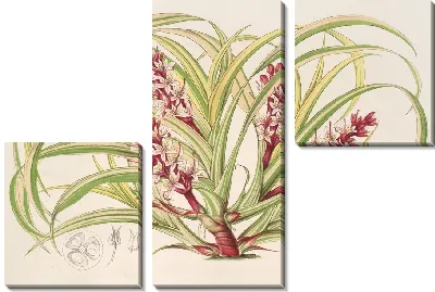 Картина Reineckea carnea