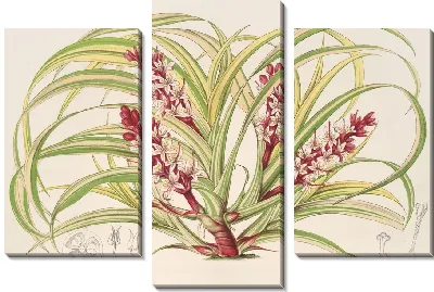 Картина Reineckea carnea