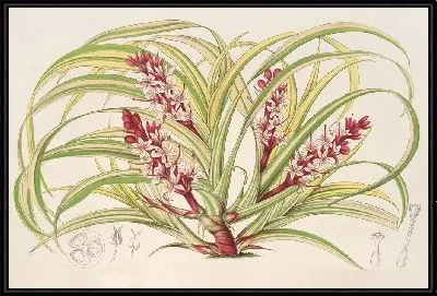 Картина Reineckea carnea