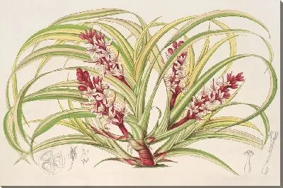 Картина Reineckea carnea