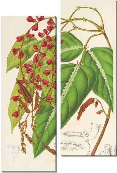 Картина Ринхоз альбиносовый (1854-1896)