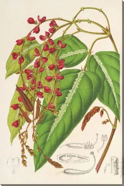 Картина Ринхоз альбиносовый (1854-1896)