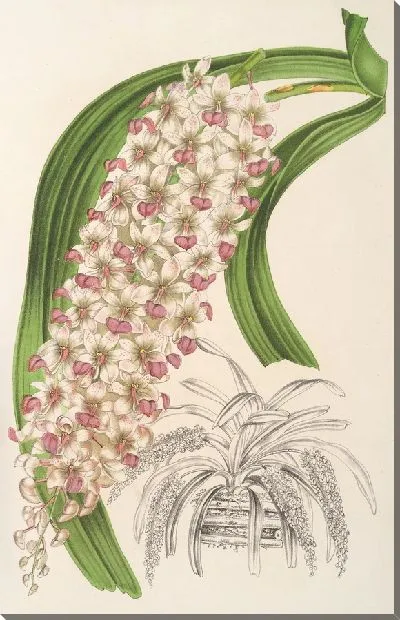 Картина Сумка Блюма