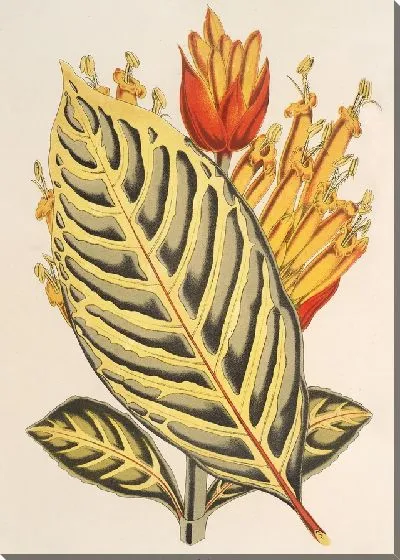 Картина Санчезия