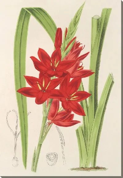 Картина Шизостилис кокцинеа