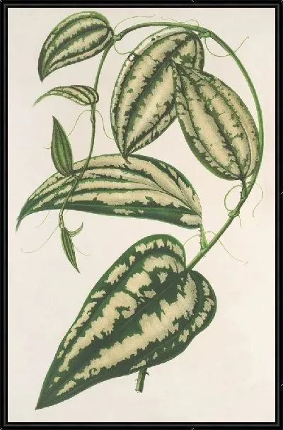 Картина Смилакс декоративный (1854-1896)
