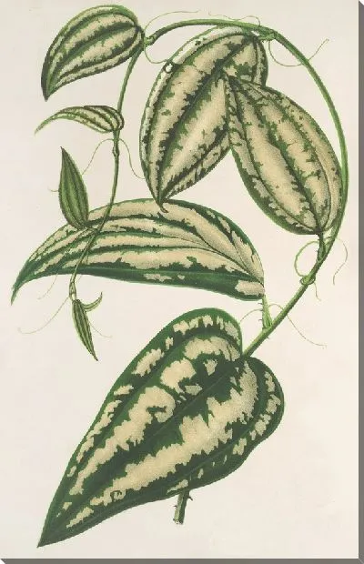 Картина Смилакс декоративный (1854-1896)