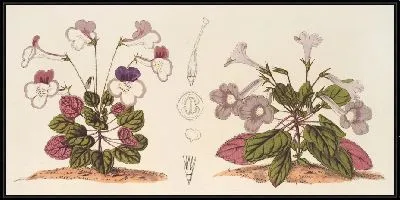 Картина Стеногастра аккуратная