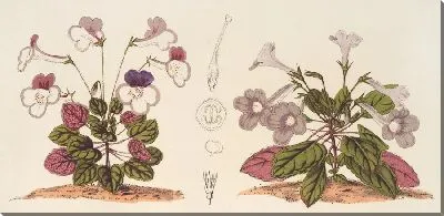 Картина Стеногастра аккуратная