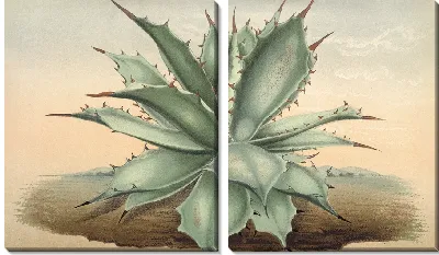 Картина Агава Вершаффелти (1854-1896)