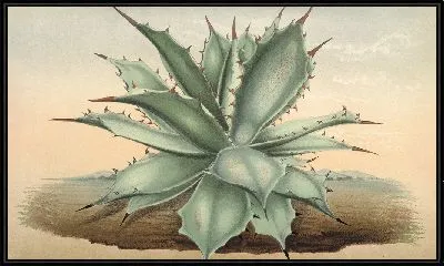 Картина Агава Вершаффелти (1854-1896)