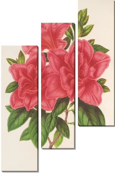 Картина Азалия (индийская, гибридная) Мадам Вагнер (1854-1896)