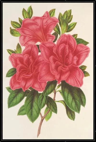 Картина Азалия (индийская, гибридная) Мадам Вагнер (1854-1896)