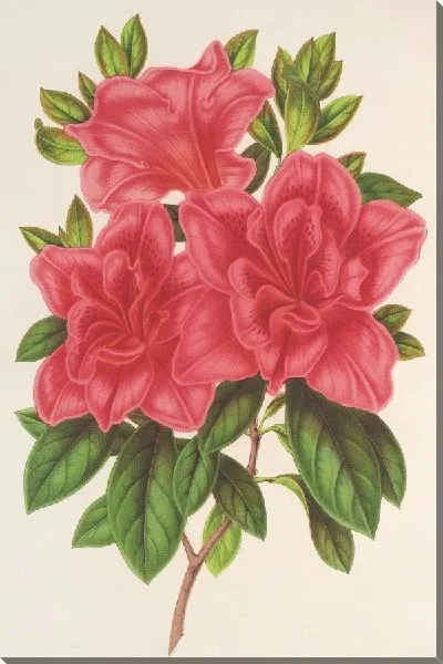 Картина Азалия (индийская, гибридная) Мадам Вагнер (1854-1896)