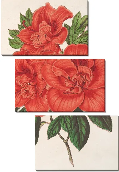 Картина Азалия (индика) великая герцогиня Баденская (1854-1896)