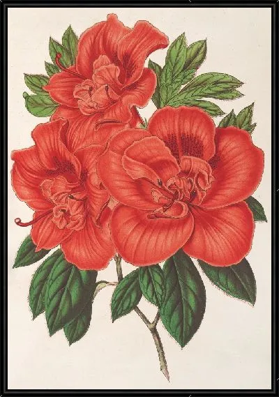 Картина Азалия (индика) великая герцогиня Баденская (1854-1896)