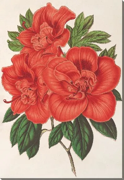 Картина Азалия (индика) великая герцогиня Баденская (1854-1896)