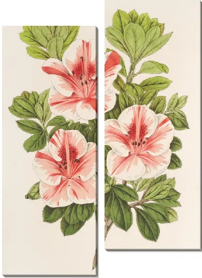 Картина Азалия (индика) герцога Арембергского (1854-1896)