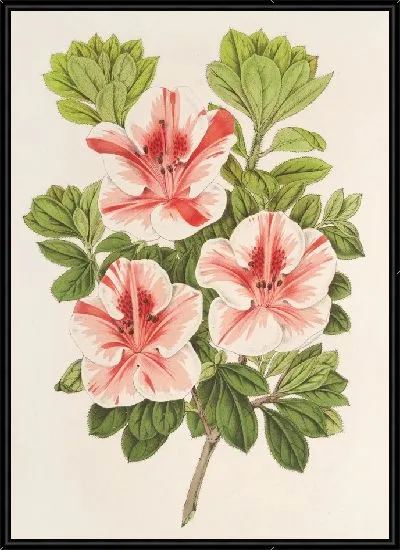 Картина Азалия (индика) герцога Арембергского (1854-1896)