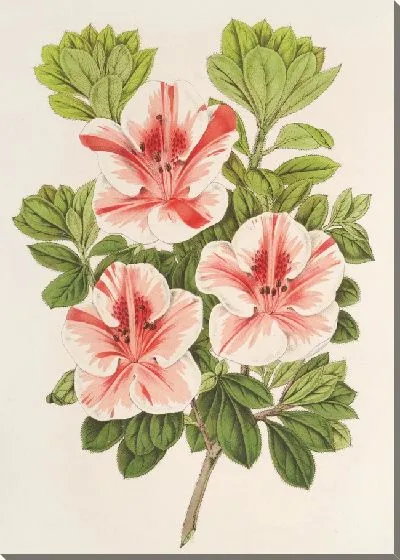 Картина Азалия (индика) герцога Арембергского (1854-1896)