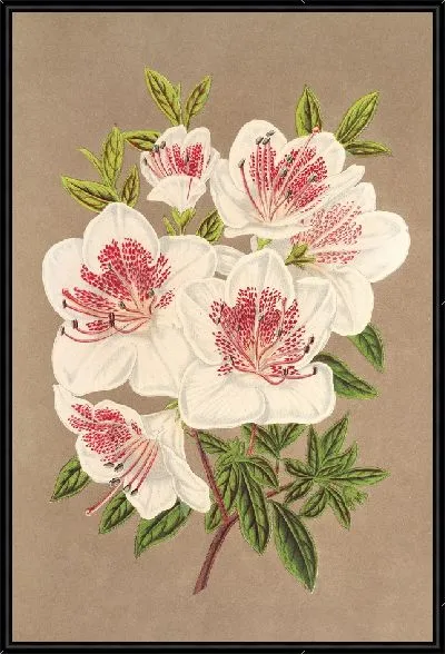 Картина Азалия (индика) Королева Нидерландов (1854-1896)