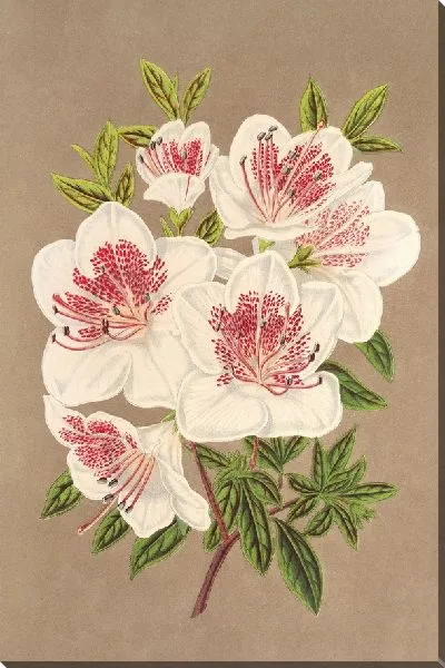 Картина Азалия (индика) Королева Нидерландов (1854-1896)