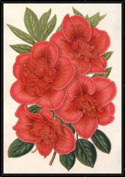 Картина Азалия (индика) Франсуа Дево (гибрид) (1854-1896)