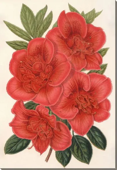 Картина Азалия (индика) Франсуа Дево (гибрид) (1854-1896)