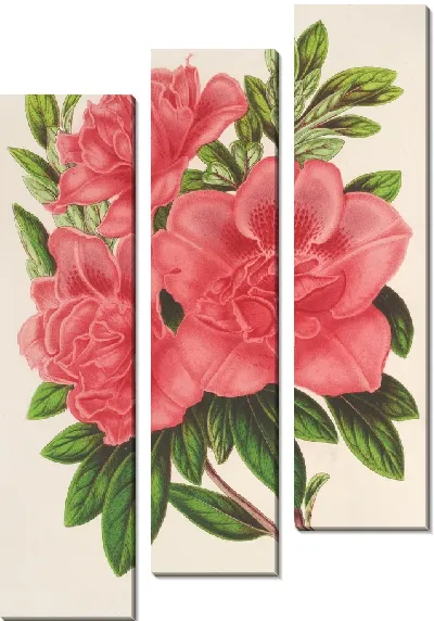 Картина Азалия (индика, гибрида) Уильям Булл (1854-1896)