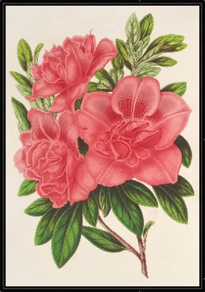 Картина Азалия (индика, гибрида) Уильям Булл (1854-1896)