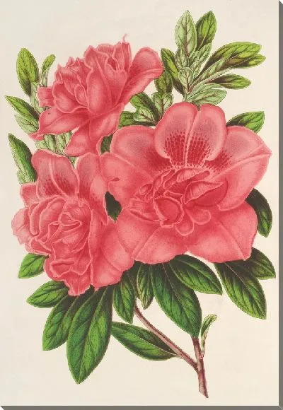 Картина Азалия (индика, гибрида) Уильям Булл (1854-1896)