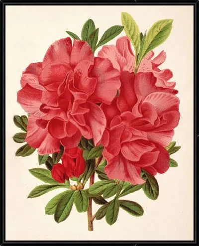 Картина Азалия барон Шиклер (1854-1896)