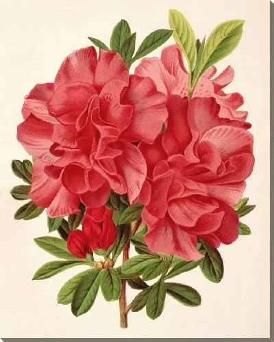 Картина Азалия барон Шиклер (1854-1896)