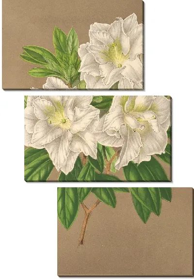 Картина Азалия Бернхард Андреа Альба (1854–1896)