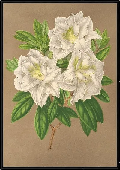 Картина Азалия Бернхард Андреа Альба (1854–1896)