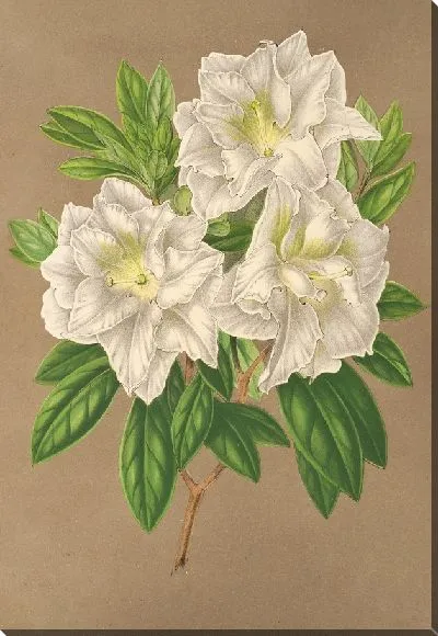 Картина Азалия Бернхард Андреа Альба (1854–1896)