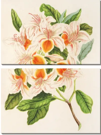 Картина Азалия великолепная (1854-1896)