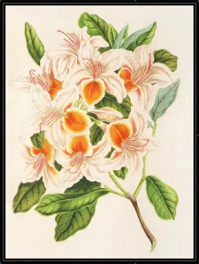 Картина Азалия великолепная (1854-1896)